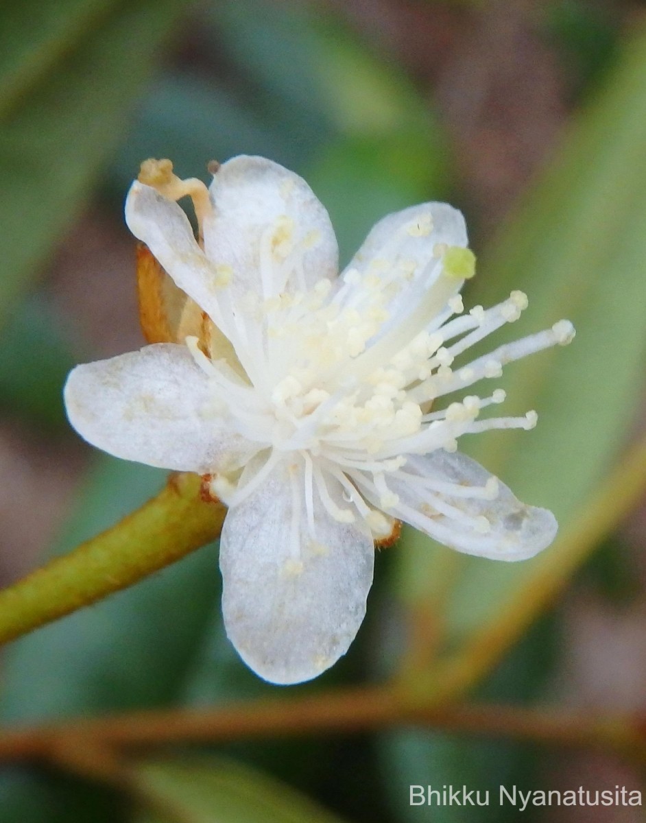 Symplocos diversifolia